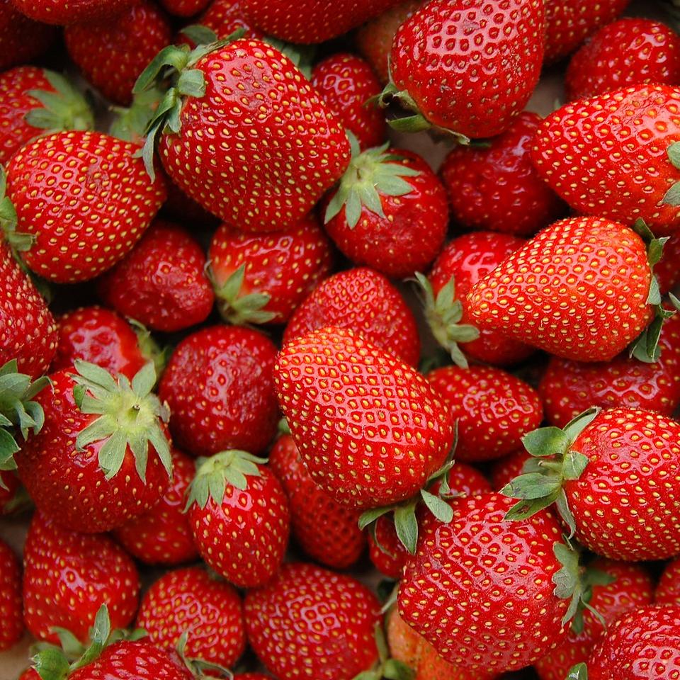 Quelles sont les 10 meilleures variétés de fraisiers à cultiver — free download